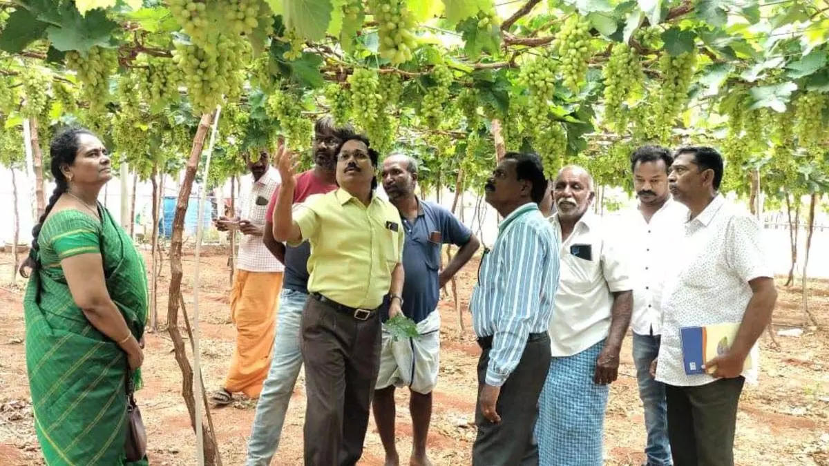 Tamil Nadu: अंगूर की नई किस्में पेश की गईं