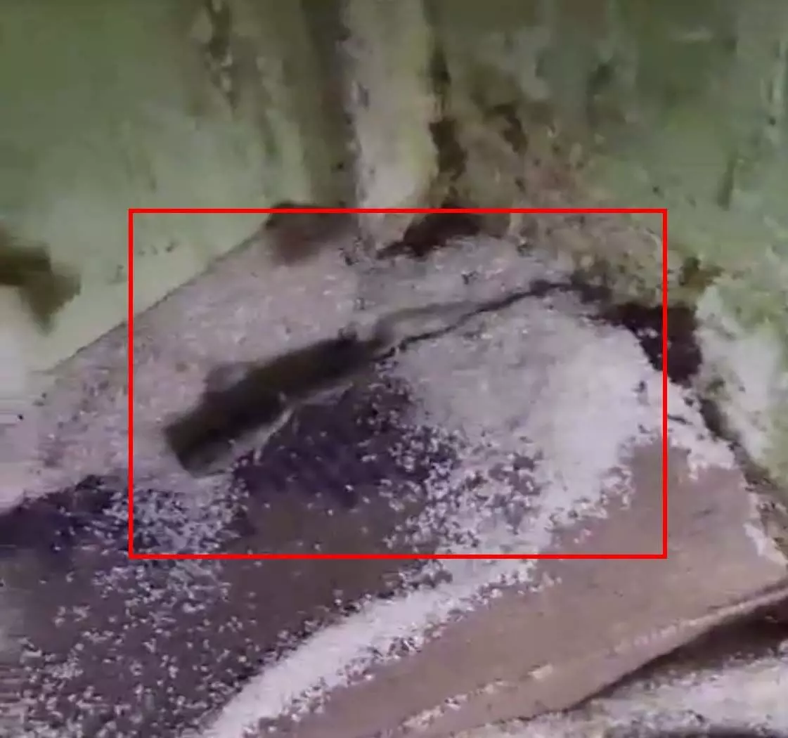 CG के राशन दुकान की बोरियों में मिला मारा हुआ चूहा, देखें VIDEO...