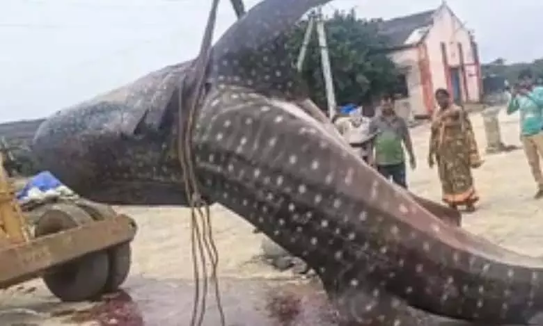 Andhra Pradesh: कृष्णा जिले में मछुआरों ने पकड़ी विशालकाय मछली