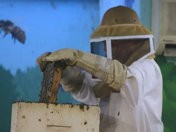 Israeli researchers: मधुमक्खियों की संख्या में कमी का कारण असंतुलित आहार है