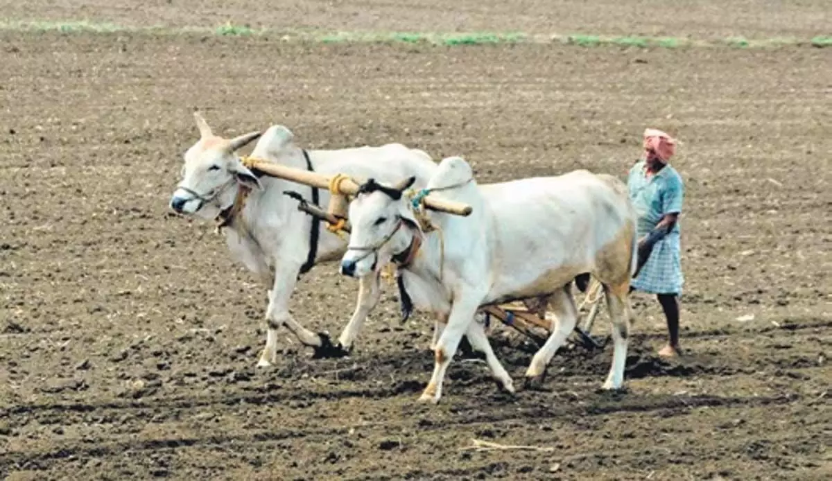 Andhra : चित्तूर में अनियमित बारिश के कारण खरीफ फसल उत्पादन में गिरावट, किसान मूंगफली पर निर्भर