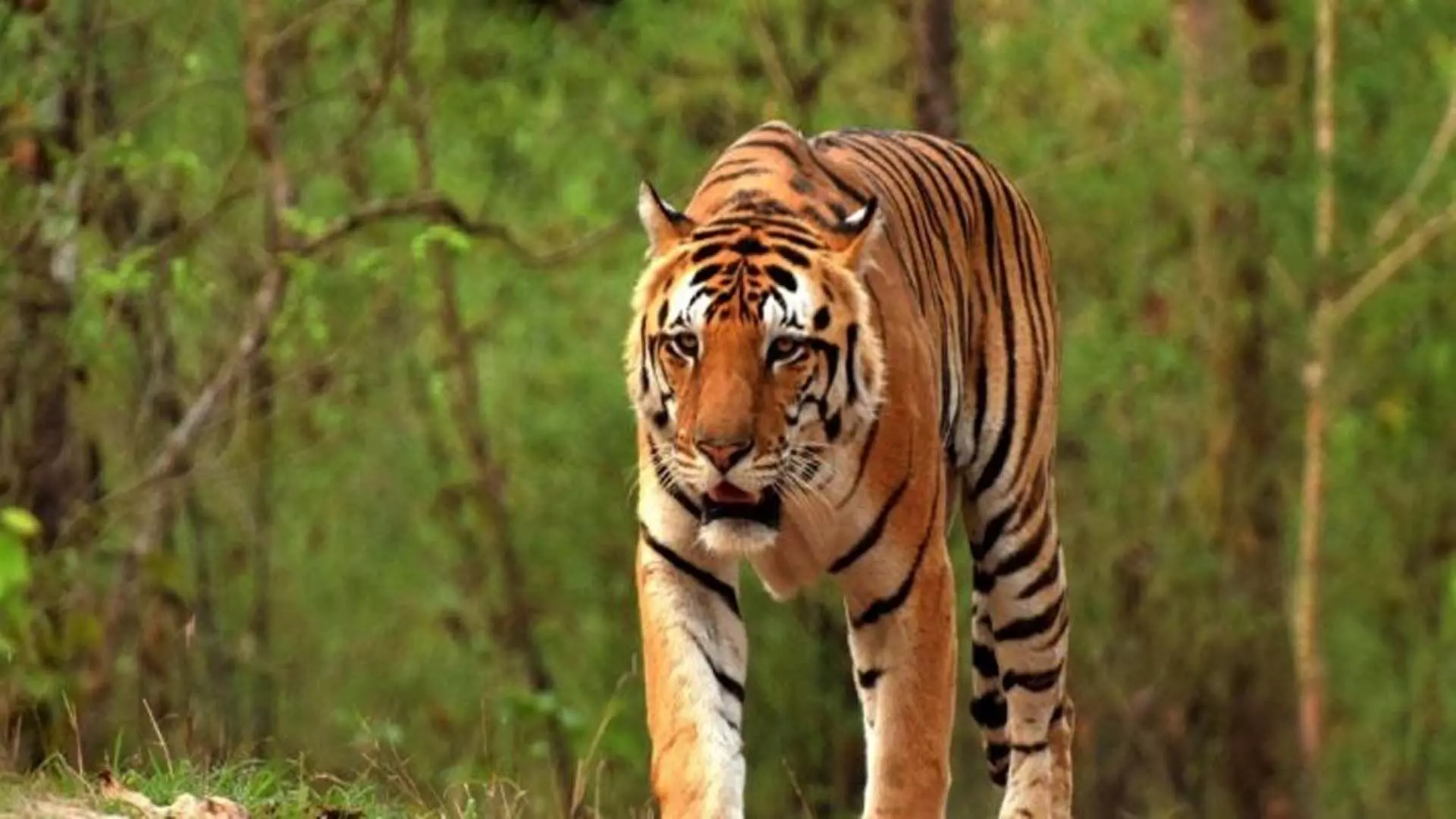 Odisha वन विभाग ने 17 मवेशियों को मारने वाले बाघ की तलाश में अभियान शुरू किया