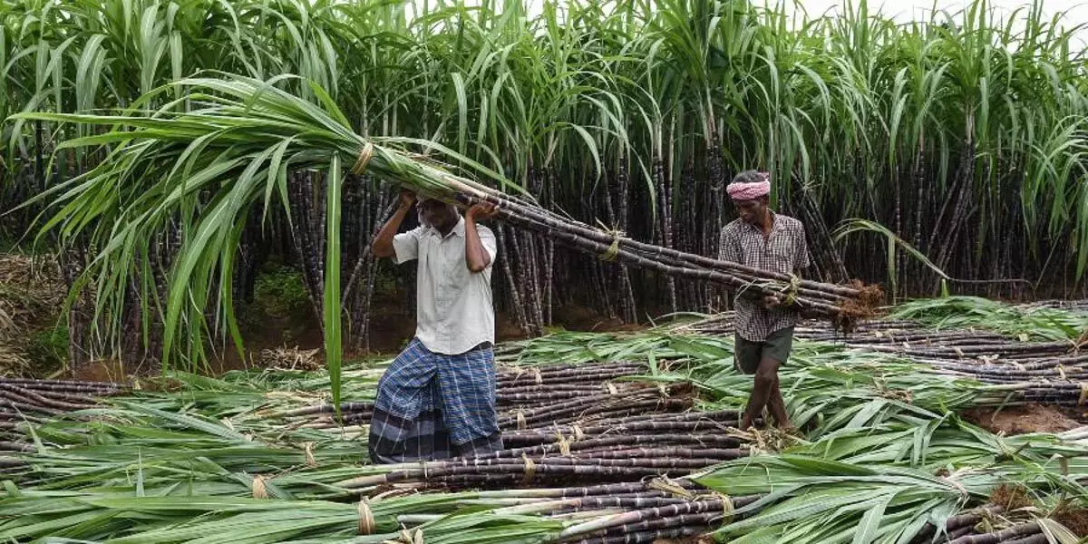 Tamil Nadu में घटते जल स्रोत गन्ना उत्पादकों के लिए चिंता का विषय