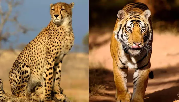 Tigers leopards and cheetahs  की पहचान उनके शरीर के धब्बों से होती
