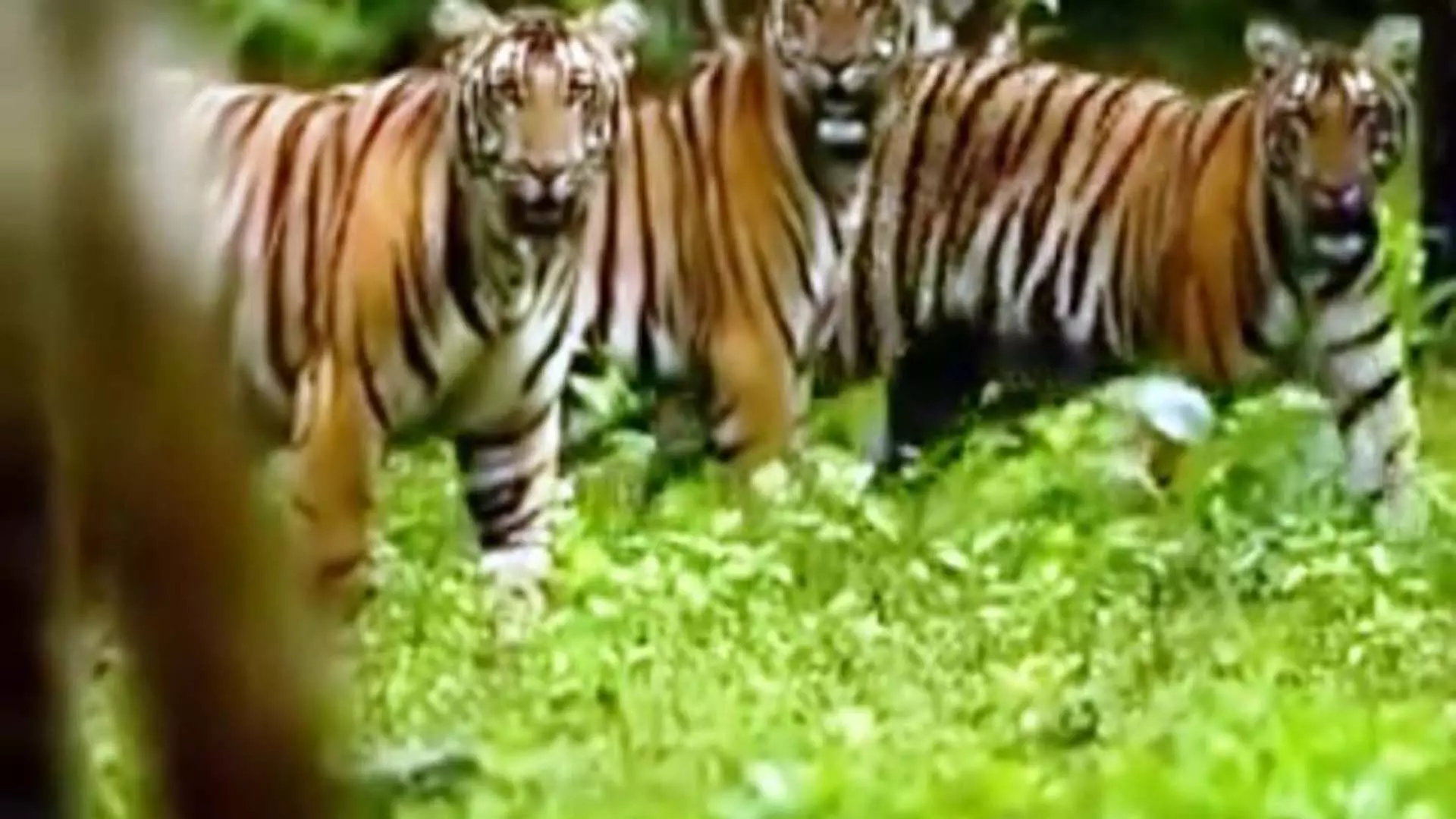 International Tiger Day: सिमिलिपाल में 2 बाघिनें लाई जाएंगी