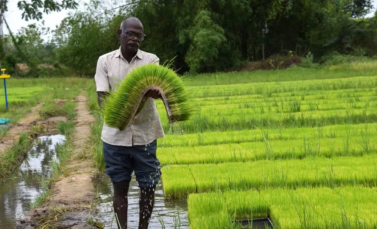 Tamil Nadu: लालगुडी के किसान ने आधुनिक तकनीक से की बड़ी कमाई