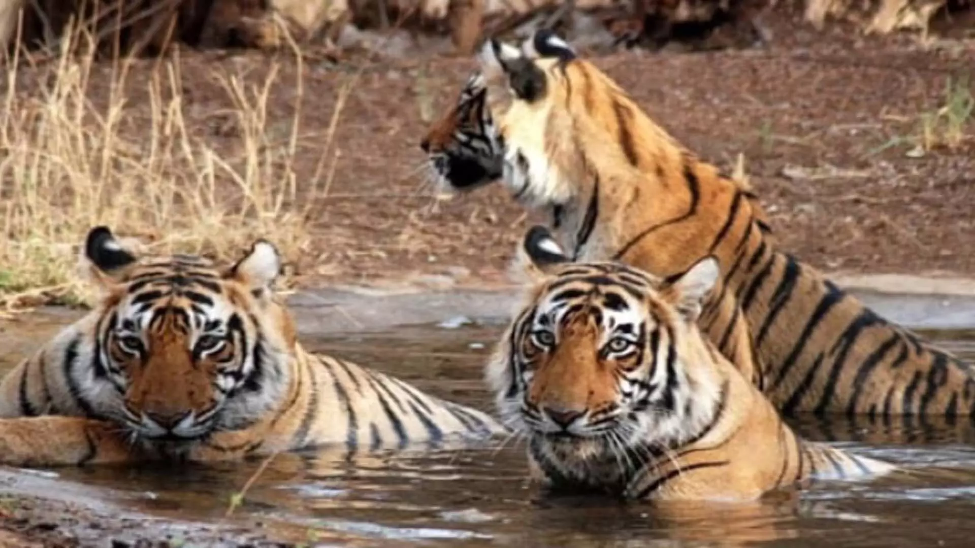 Bihar: पटना जू में 2 साल में 6 से 9 हो गए टाइगर
