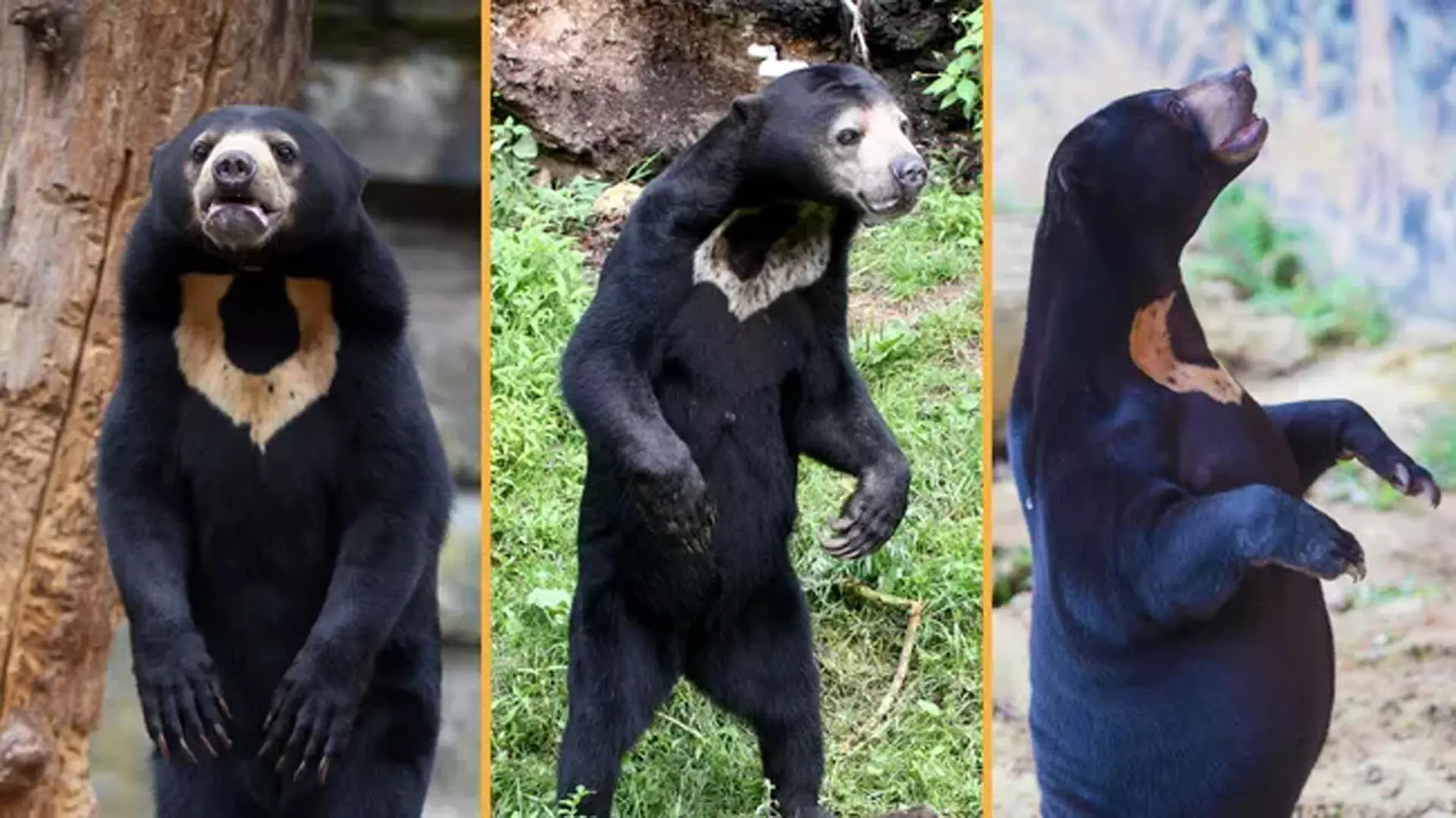 Sun bears: ऐसे मांसाहारी भालू जिन्हे समझ लिया जाता है कॉस्ट्यूम पहने इंसान, VIDEO...