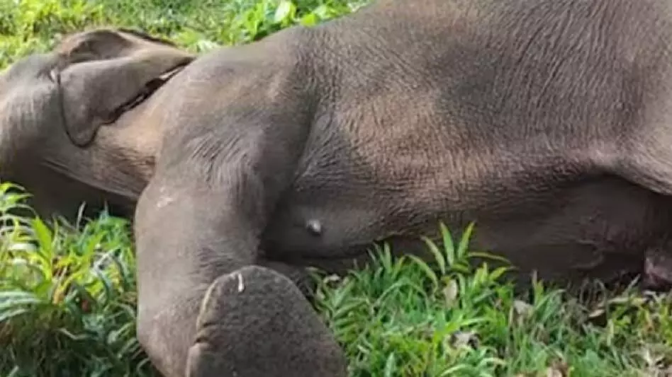 Assam : नागांव-कार्बी आंगलोंग सीमा पर जंगली हाथी मृत पाया गया