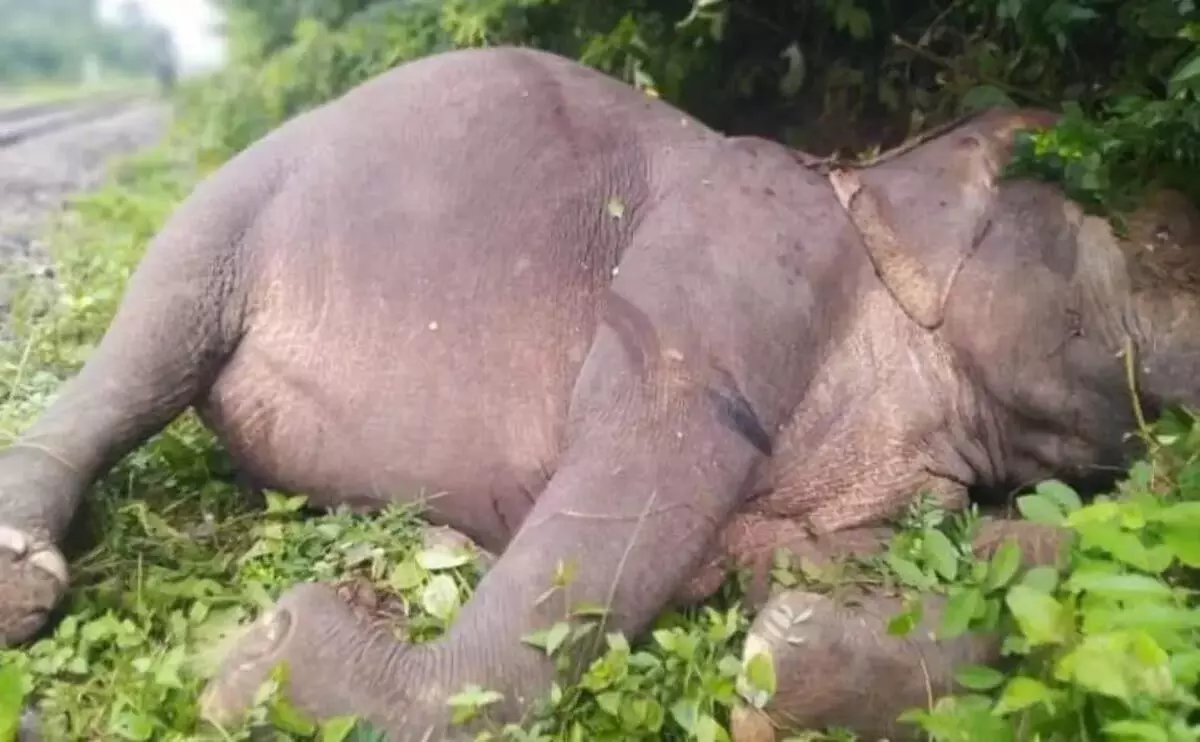 Assam : नागांव-कार्बी आंगलोंग सीमा पर जंगली नर हाथी मृत पाया गया