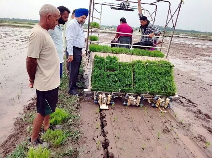 कृषि निदेशक ने SM फार्म चिनौर में धान की बुवाई प्रक्रिया का निरीक्षण किया
