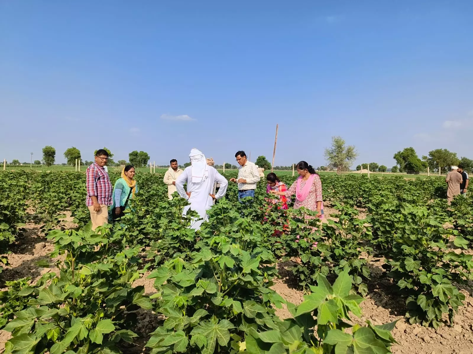 Sri Ganganagar: कृषि विभाग के दल ने किया गुलाबी सुंडी से प्रभावित क्षेत्रों का निरीक्षण