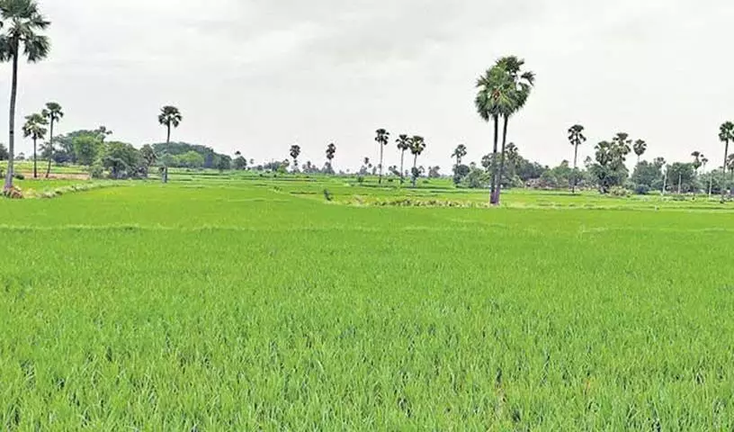 Karimnagar में बढ़िया किस्म के धान की खेती बढ़ने की संभावना