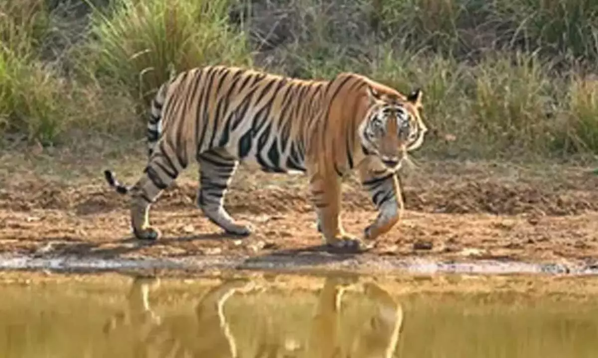 Valmikinagar टाइगर रिजर्व में बाघों की संख्या में वृद्धि
