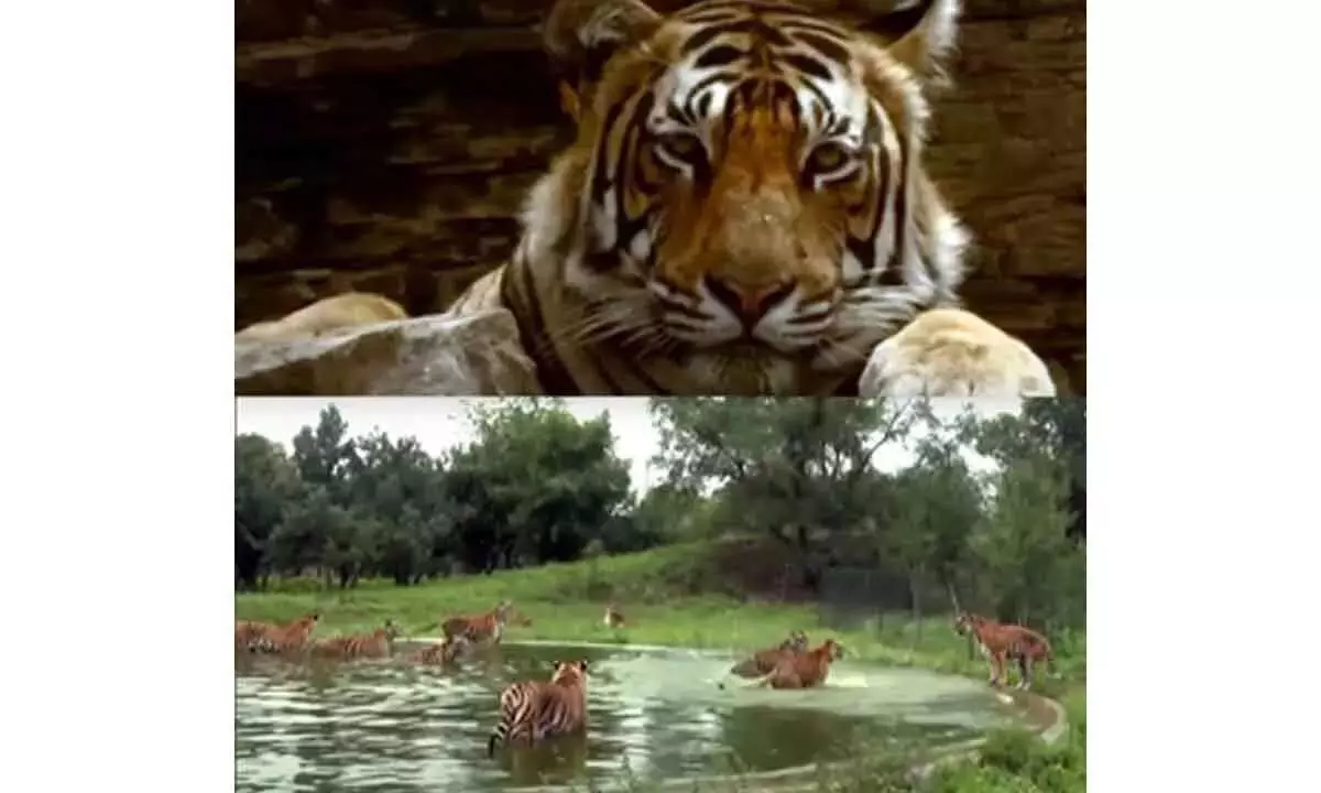 WWF: वैश्विक जंगली बाघों की आबादी में उल्लेखनीय वृद्धि देखी गई