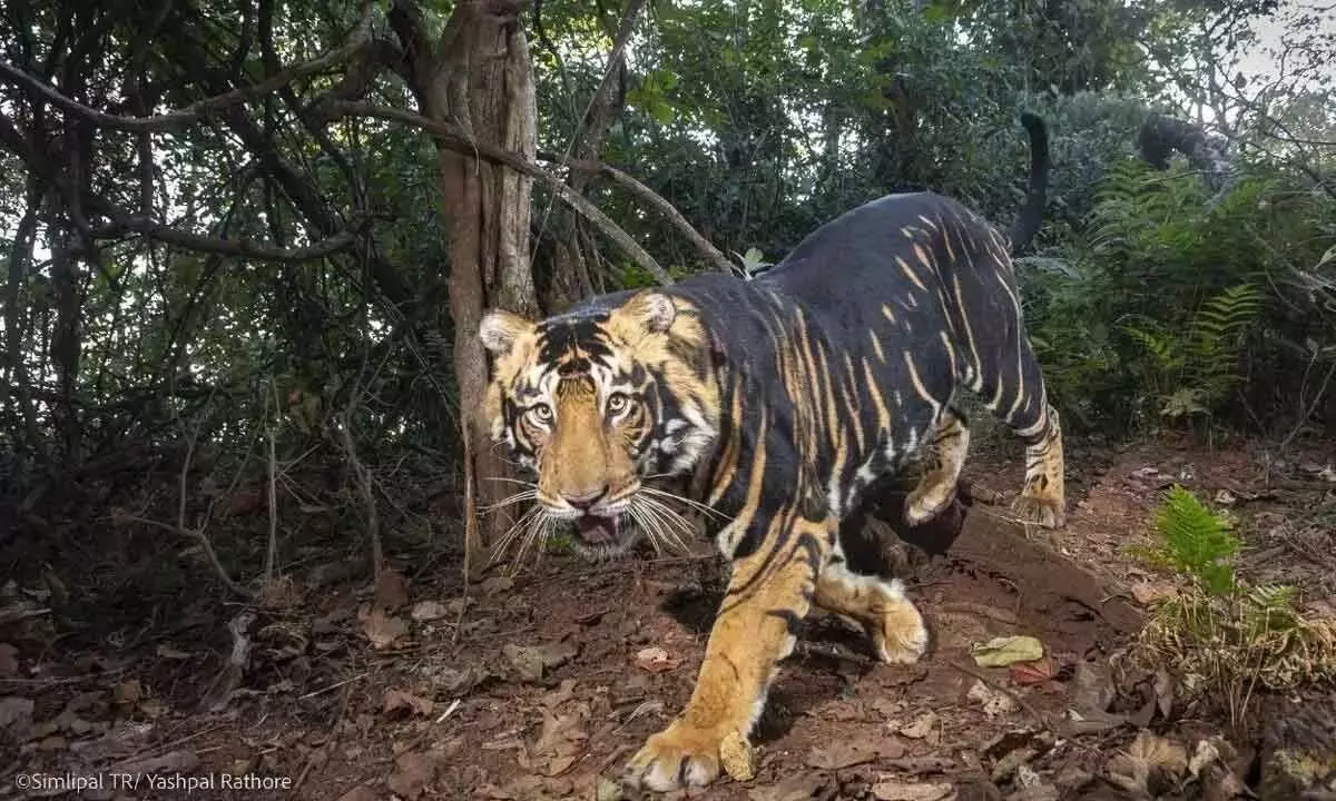 Odisha में स्थापित होगी दुनिया की पहली ब्लैक टाइगर सफारी