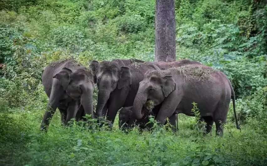 Kerala में पिछले पांच सालो में 29 हाथियों की बिजली से मौत