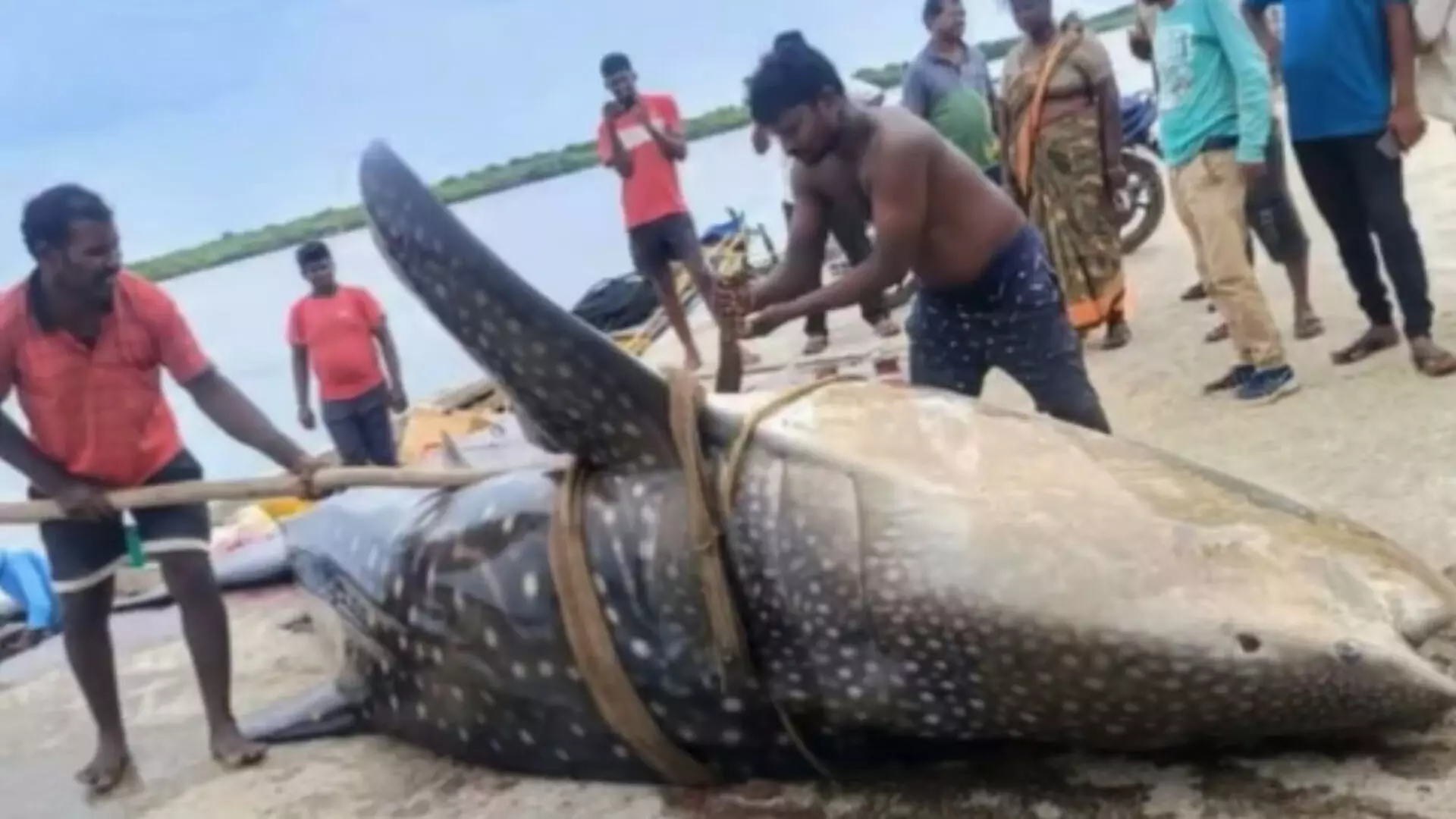 Andhra Pradesh: मछलीपट्टनम के पास मछुआरों ने गलती से पकड़ी विशालकाय व्हेल शार्क