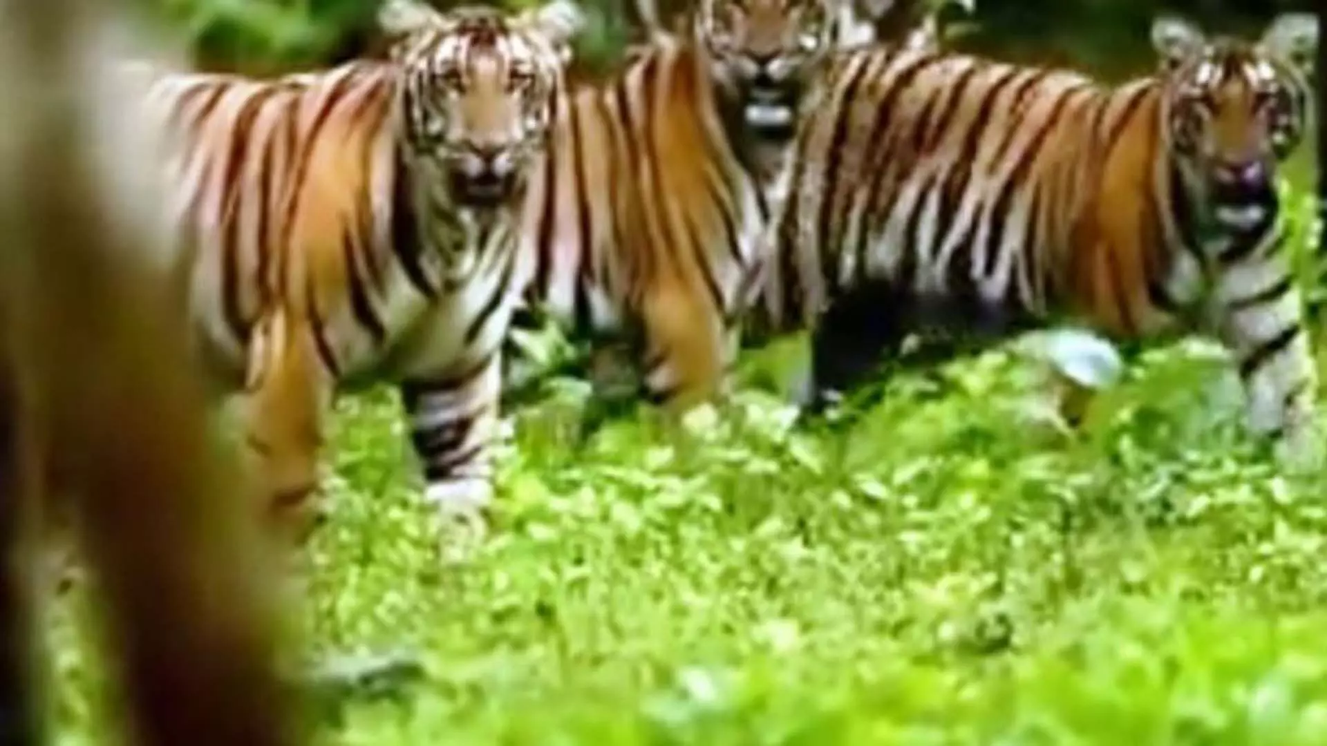 International Tiger Day: सिमिलिपाल में 2 बाघिनें लाई जाएंगी