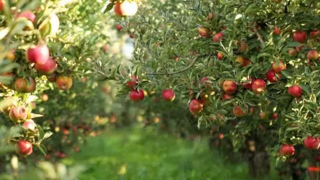Katihar: चार साल की मेहनत के बाद सेब का बगान हुआ तैयार