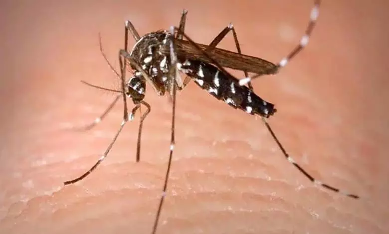 Telangana: तेलंगाना में डेंगू के 60 प्रतिशत मामले हैदराबाद में
