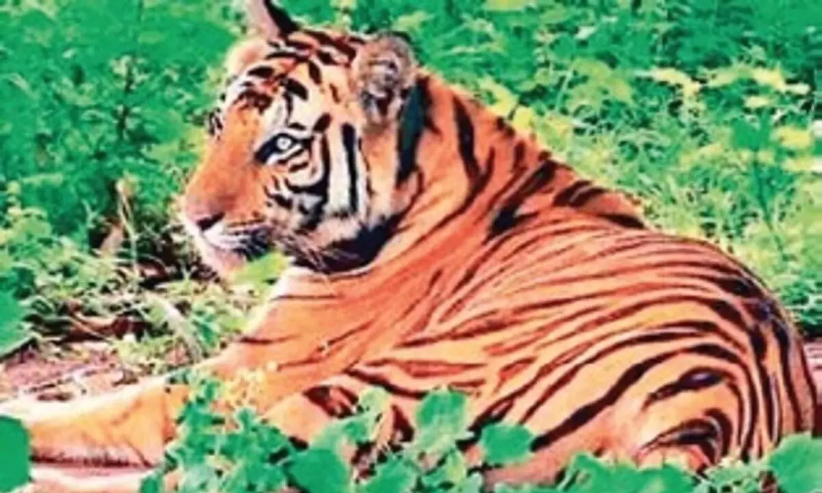 Odisha: ओडिशा मध्य भारत की बाघ आबादी के लिए एक स्रोत