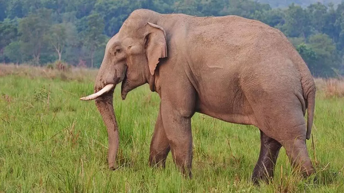 Assam :  नागांव-कार्बी आंगलोंग सीमा के पास सिलफाटा गांव में जंगली हाथी का शव मिला