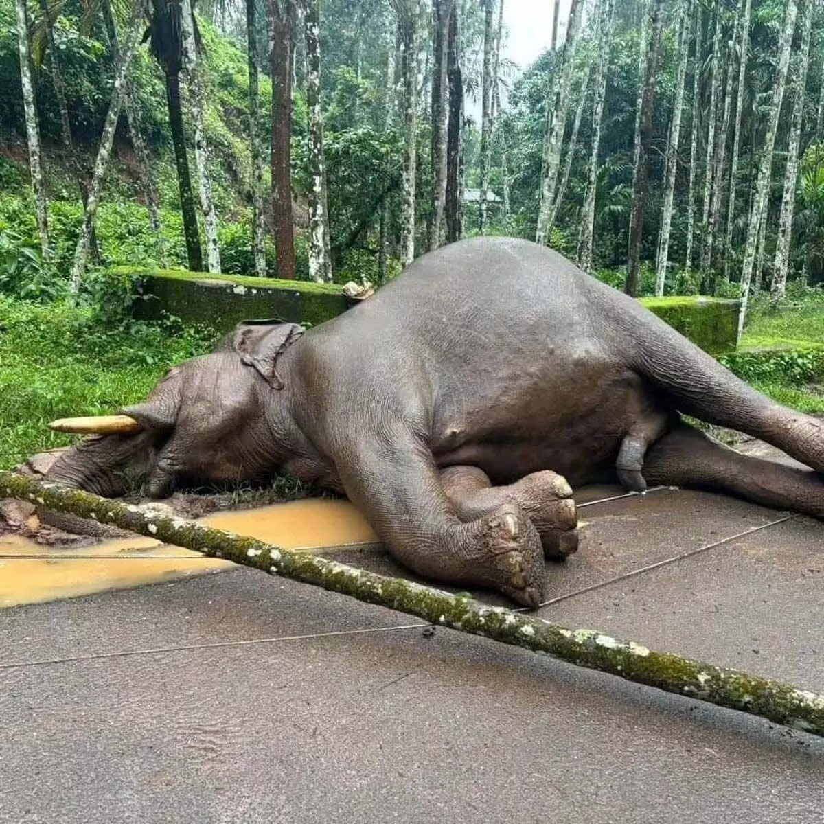 Tamil Nadu के देवारशोलाई में करंट लगने से हाथी की मौत