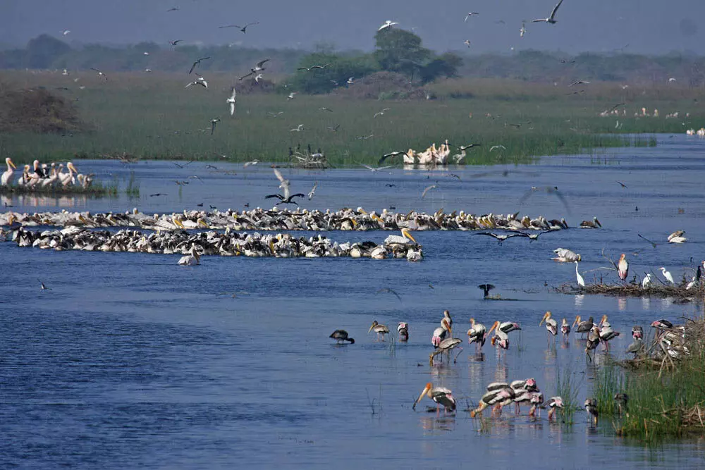 Gujarat में मानसून प्रकृति का अनुभव करने का एक शानदार अवसर