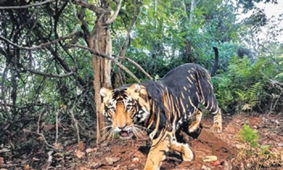 Odisha: ओडिशा में मेलेनिस्टिक टाइगर सफारी योजना को एनटीसीए की मंजूरी