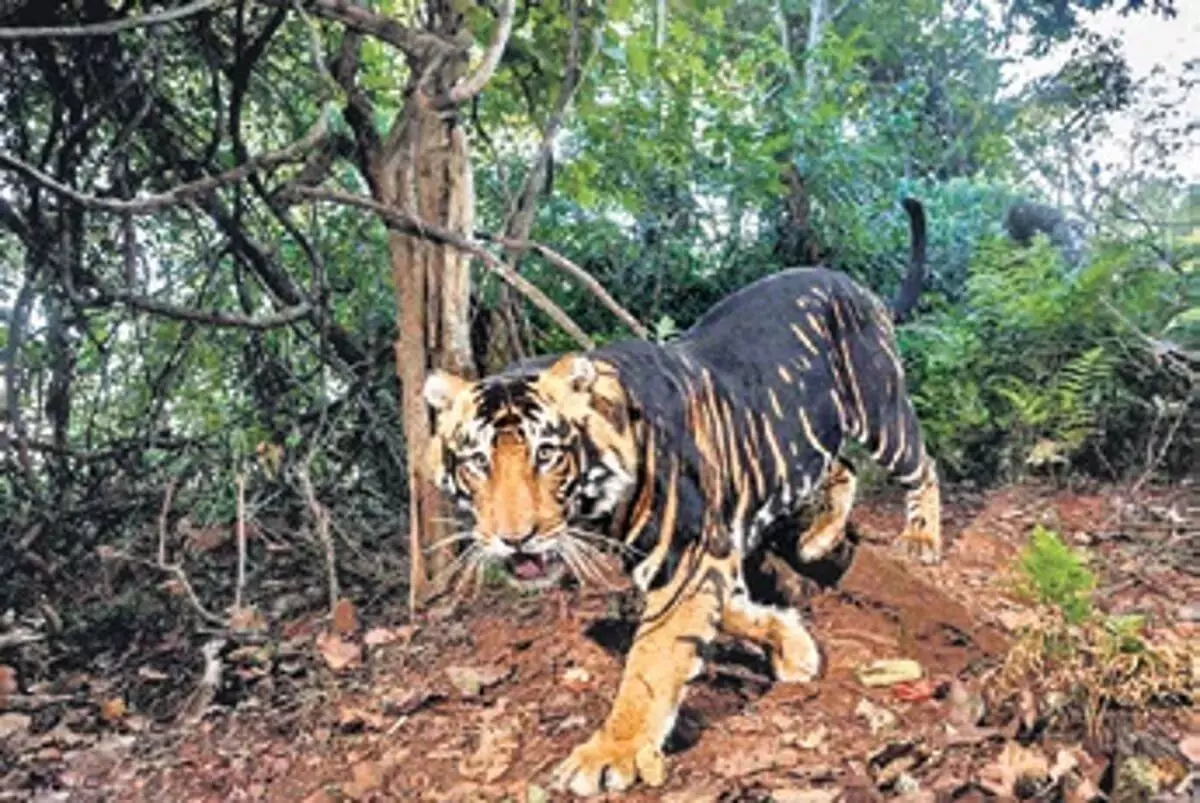 Odisha में मेलेनिस्टिक टाइगर सफारी योजना को एनटीसीए की मंजूरी