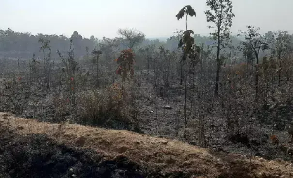 Jamshedpur: वनों की देखभाल की ओर सरकार का कोई ध्यान नहीं