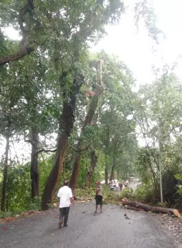Kavalem VP ने सड़क किनारे लगे कुछ पुराने पेड़ों को काट दिया