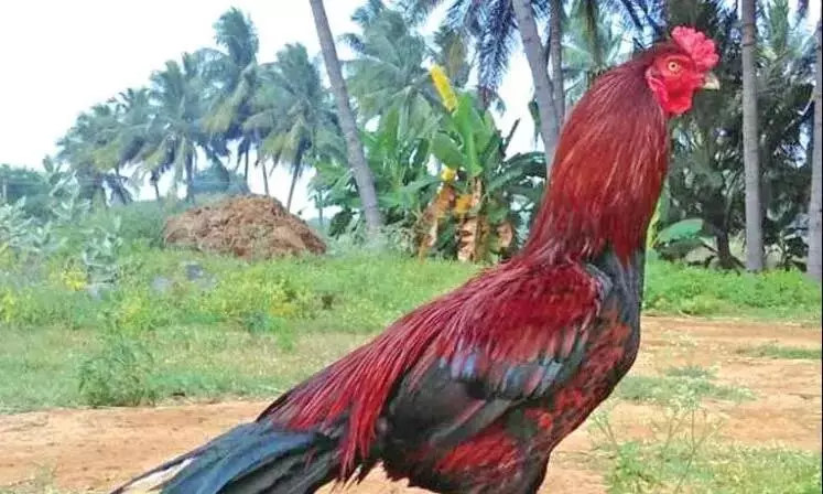 Peddapalli में 30 लड़ाकू मुर्गों की चोरी