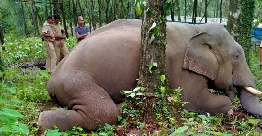 KERALA : इडुक्की में निजी संपत्ति पर जंगली हाथी मृत पाया गया