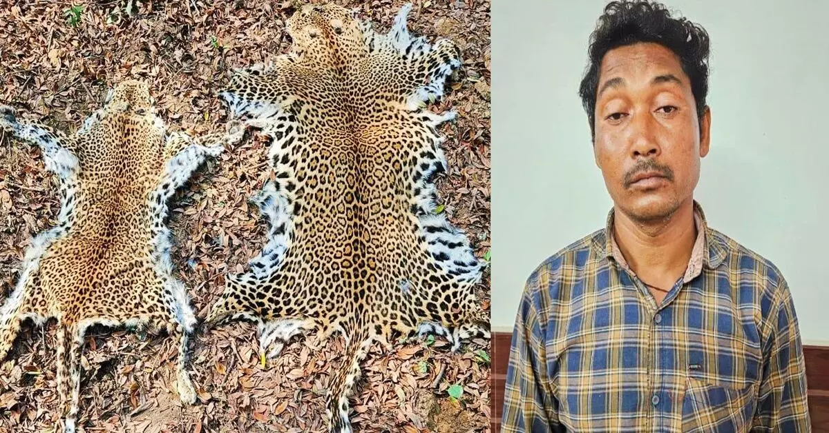 Sambalpur में दो बाघों की खालें बरामद, एक शिकारी दोषी करार