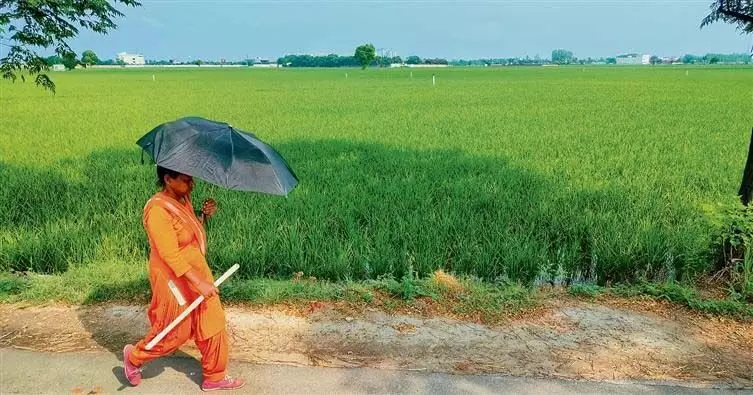 Ludhiana: कम बारिश से किसान चिंतित, धान की खेती की लागत बढ़ी