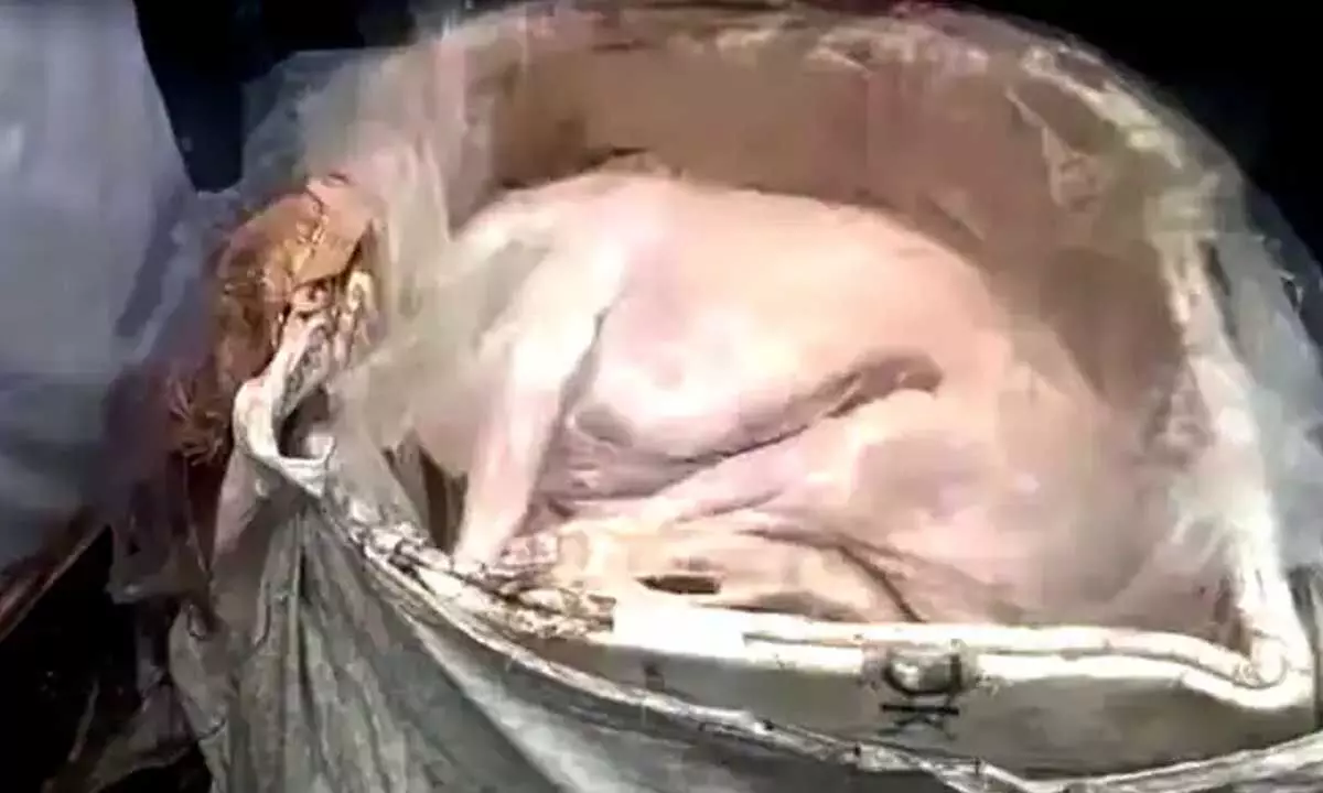 Bengaluru में 2,700 किलोग्राम जब्त कुत्ते के मांस के पीछे का रहस्य हुआ उजागर