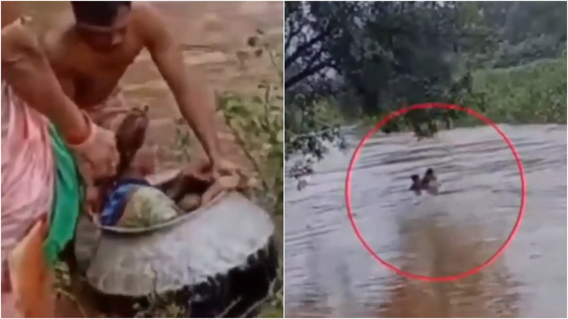 VIRAL: खाना पकाने के बर्तन में बीमार बुजुर्ग महिला पार कर गई बाढ़ की धारा, देखें वीडियो...