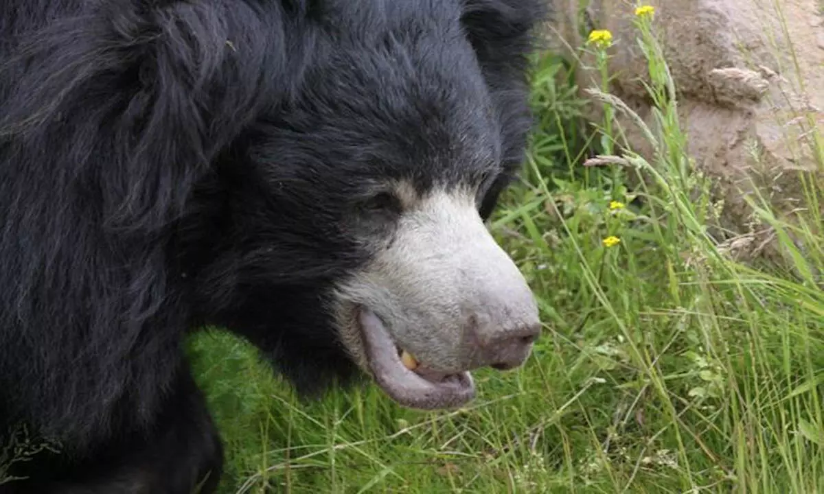 J & K:  किश्तवाड़ के जंगल में जंगली भालू ने 27 वर्षीय व्यक्ति को मार डाला