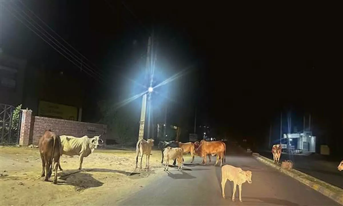 Haryana: सिरसा की सड़कों पर आवारा पशुओं का राज