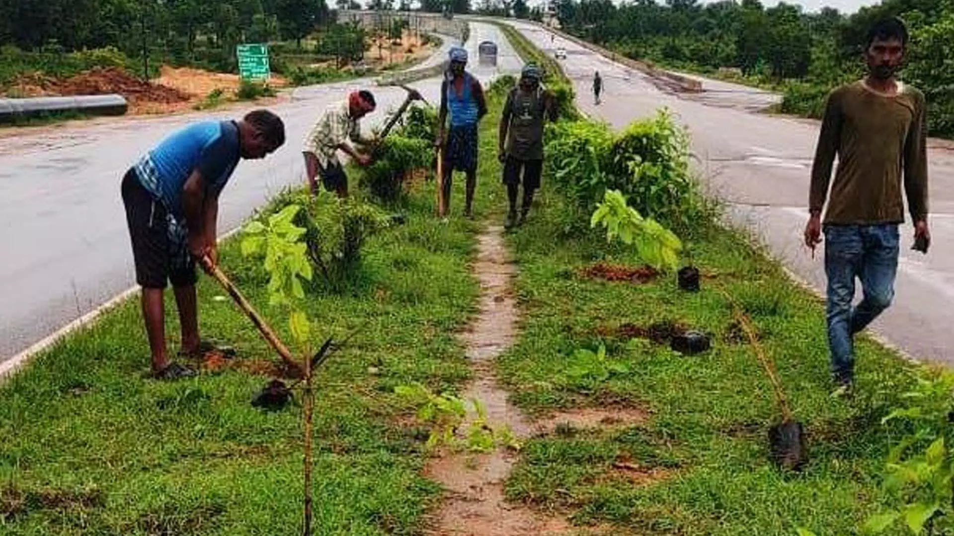 NH-20 पर मध्य क्षेत्र में वृक्षारोपण विफल