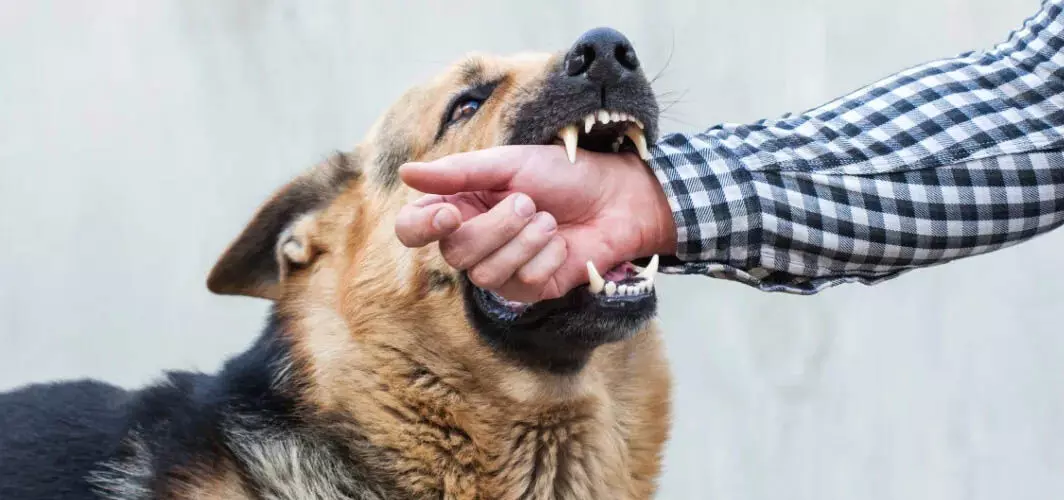 Dog Bites के करीब 30.5 लाख मामले सामने जिनमें 286 लोगों की मौत