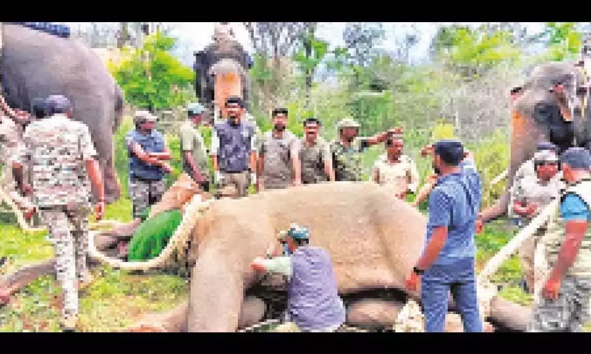 Karnataka : बन्नेरघट्टा में हाथी पकड़ने का ‘ऑपरेशन मखना’ सफल रहा