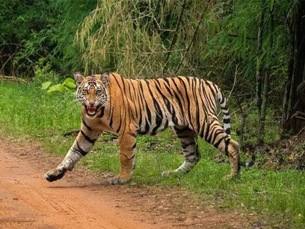 MP: भोपाल के वन विहार राष्ट्रीय उद्यान में इलाज के दौरान दो बाघ शावकों की मौत
