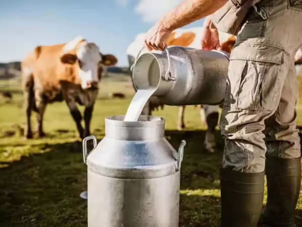 Dairy Industry की राजस्व वृद्धि 13-14% रहने की संभावना
