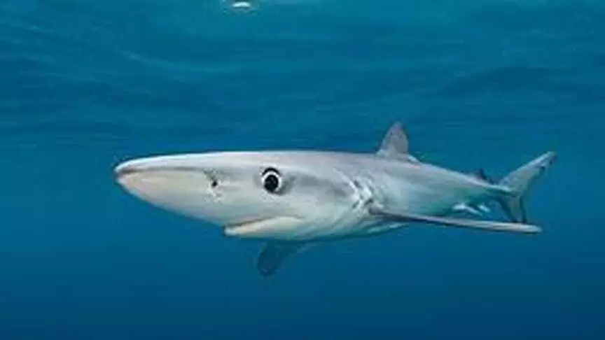 Italy में वर्जिन बर्थ का पहला मामला, मादा शार्क ने अकेले ही बच्चे पैदा किए