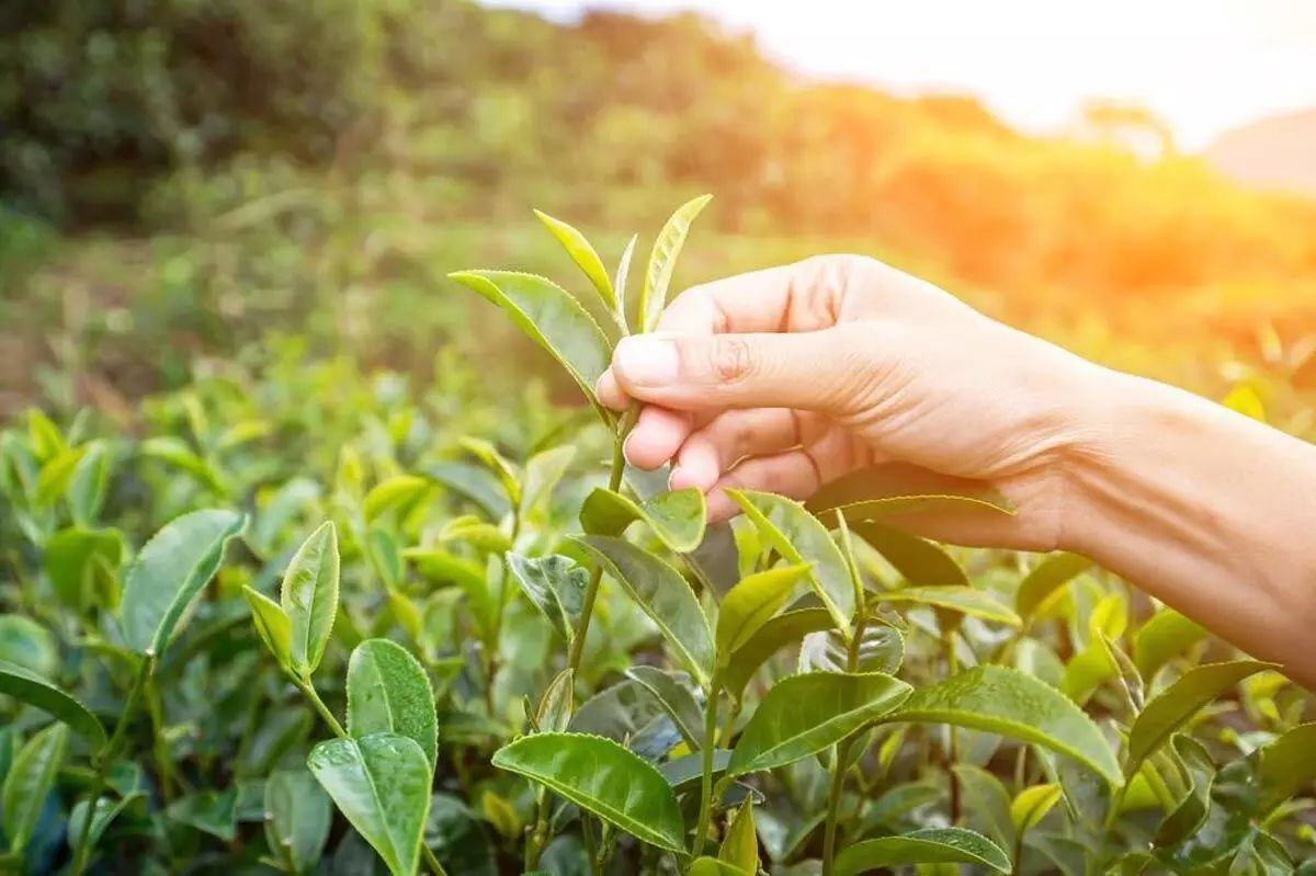 Assam : डिब्रूगढ़ तक अवैध रूप से परिवहन की जाने वाली हरी चाय की पत्तियों की आकस्मिक जांच