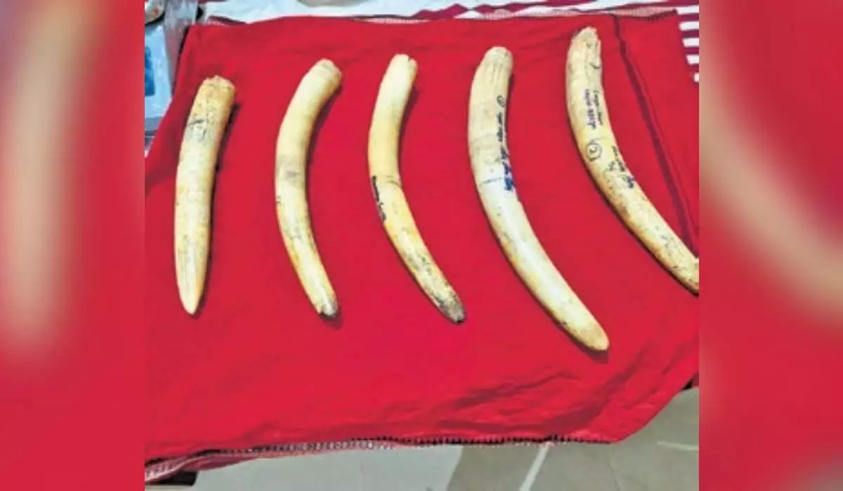 Odisha में हाथी दांत के अवैध व्यापार के आरोप में सात लोग गिरफ्तार