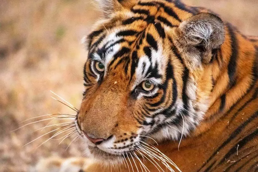 Sundarban में अनुकूल प्राकृतिक वास के कारण बाघों की संख्या में वृद्धि की संभावना